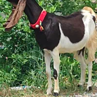 بز پتیری درشت هیکل ابستن