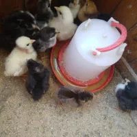 مرغ کاکولی با ۱۳ تا جوجه