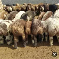 فروش گوسفند زنده کهره و بره ه|حیوانات مزرعه|شیراز, کفترک|دیوار
