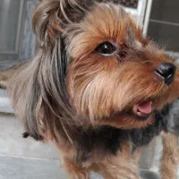 فروش سگ شیتزو