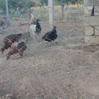 مرغ و خروس محلی