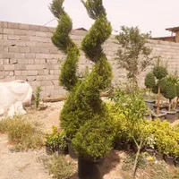 فروش پالم و لاسون پیچ و درختچه طوری قیمت مناسب|گل و گیاه طبیعی|کرج, کمال‌شهر|دیوار