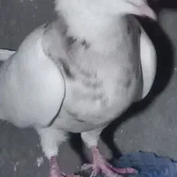 فروش  یجفت یالی با یه طوقی نر|پرنده|برازجان, |دیوار