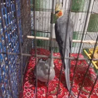 یک جفت عروس هلندی|پرنده|پاکدشت, پاکدشت (مامازند)|دیوار