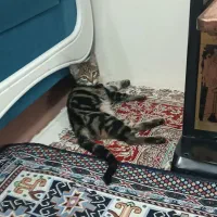 واگذاری بچه گربه بازیگوش|گربه|دماوند, دماوند|دیوار