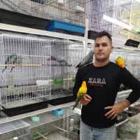 کاسکو خورشیدی گرینچیک در پرنده سرای ابوالفضل|پرنده|قائمشهر, |دیوار