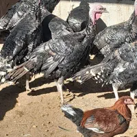 بوقلمون برنز