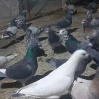 کفتر۹عددزدخوردی تنگ