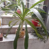 گل موزی ۲عدد|گل و گیاه طبیعی|کرمان, |دیوار