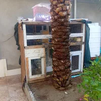 قفس مخصوص پرنده