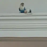 ۳عدد عروس هلندی و ۳عدد کوتوله|پرنده|مشهد, خین عرب|دیوار