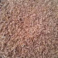 فروش گندم دیم