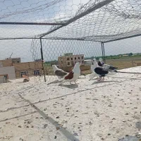 کبوتر