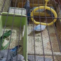 معاویه با ترازو