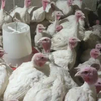 بوقلمون گوشتی و پرورشی