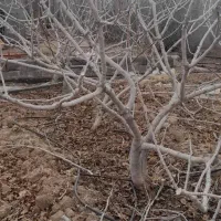 سلام صفر تا صد درختان پسته انجام می شود|خدمات باغبانی و درختکاری|قم, کوه سفید|دیوار