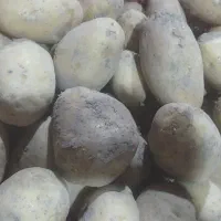 سیب زمینی همدان فقد ۴۹