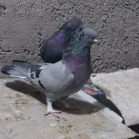 کبوتر پر روزگاری|پرنده|شهرکرد, |دیوار