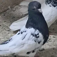 کله