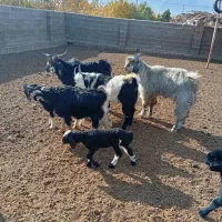 کهره نر فروشی قیمت 325000