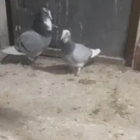 کفتر