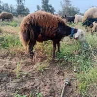 قوچ (شیشک) سنجابی درجه ۱ ب شرط