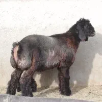 بره تهه|حیوانات مزرعه|شیراز, کوشک بیدک|دیوار