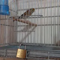 سهره قناری (دهن لر)|پرنده|تهران, خاوران|دیوار