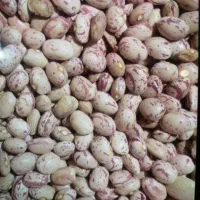 لوبیا چیتی عمده ای