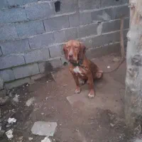 سگشکاریپوینتر۱۵ماههنر|سگ|رودسر, |دیوار