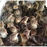 جوجه بوقلمون