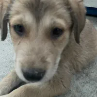 واگذاری توله پژدر