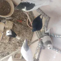 پرنده|پرنده|سبزوار, جهاد کشاورزی|دیوار