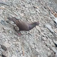 4عدد کبوتر سالم|پرنده|سراوان, |دیوار