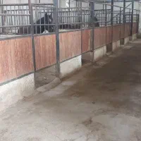 پانسیون اسب|اسب و تجهیزات اسبسواری|اصفهان, راران|دیوار