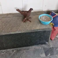 کبوتر یا پرنده|پرنده|تبریز, |دیوار