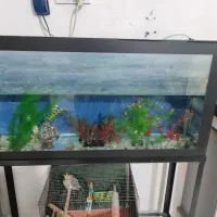 اکواریوم|ماهی|الوند, |دیوار