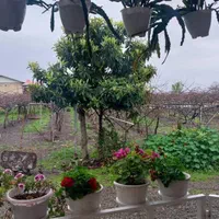 ویلای تمیز. دور همی.تولد.عقد کنان تا ۵۰ نفر|اجارهٔ کوتاه‌مدت ویلا و باغ|تالش, طولارود|دیوار