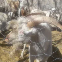 فروش نربز سانن فرانسه|حیوانات مزرعه|بافت, |دیوار