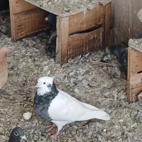 پنج عددکفتربرای فروش