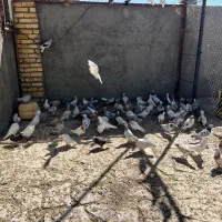 کبوتر|پرنده|سبزوار, توحیدشهر|دیوار