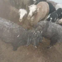 بره پرواری معامله با بز خوب|حیوانات مزرعه|کوهرنگ, |دیوار