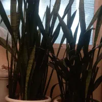 گل سانسوریا