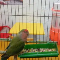 طوطی برزیلی نر|پرنده|اشتهارد, |دیوار