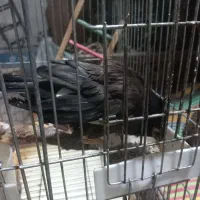 مرغ مینا سخن گو