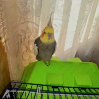 عروس هلندی گمشده نوعلیبیگ|حیوانات|ساوه, |دیوار