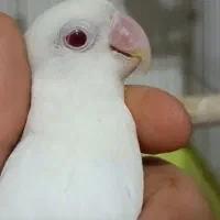 کوتوله آلبینو(مولد)|پرنده|نجف‌آباد, امام خمینی|دیوار