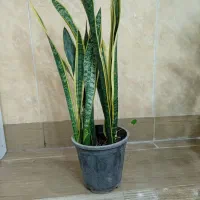 گل طبیعی|گل و گیاه طبیعی|بیرجند, |دیوار