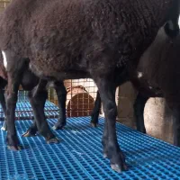 بره قوچ|حیوانات مزرعه|قائم‌شهر, |دیوار