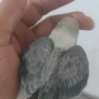 سرلاکی برزیلی پاربلو و یووینگ گلد و راهب|پرنده|سوسنگرد, |دیوار